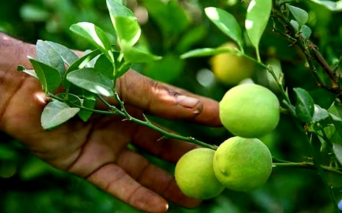 معجونی جادویی برای سوزاندن چربی‌ها