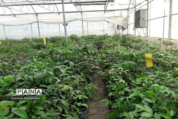 افتتاح و بازدید از طرح های بخش کشاورزی  جهاد کشاورزی آذربایجان غربی