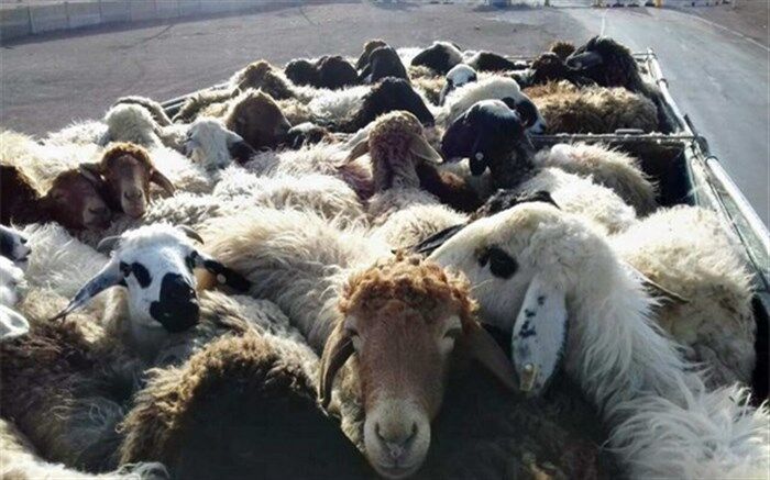 توقیف خودروی حامل دام زنده غیر مجاز در دیهوک