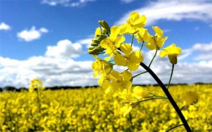 بیش از ۵۰ درصد دانه‌های روغنی کشور در اردبیل تولید می‌شود