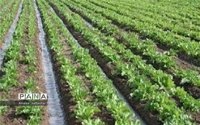 برداشت صیفی با استفاده از آبیاری نوین در اردستان