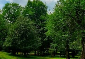  مرغ ملکوت و سفرس به اشعار مولانا 