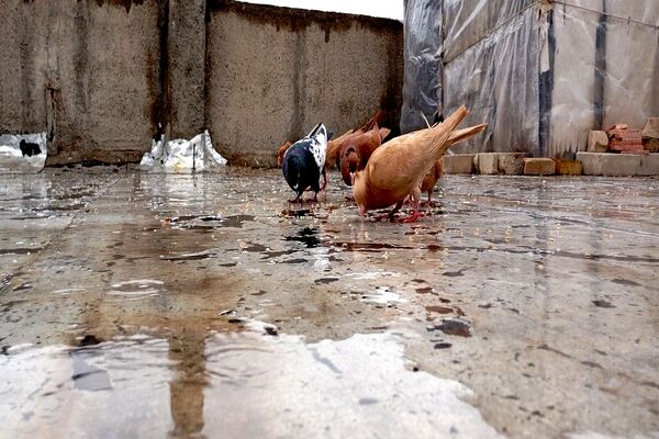 طنین ترانه باران زمستانی در آسمان شهر بار نیشابور 