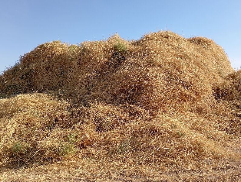 برداشت گندم در روستای گزکوه