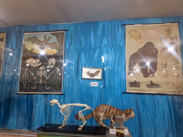 اردوی علمی ،تفریحی دانش آموزان مدرسه مهندس رحمانی فرد در پژوهش سرای علامه طباطبایی
