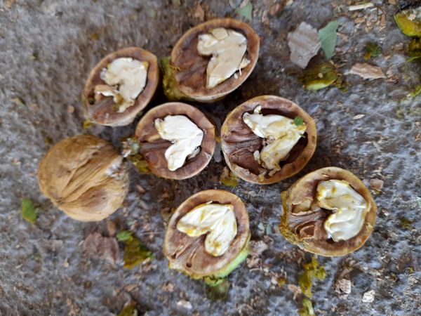 مارکده، سرزمین طلایی بادام و گردو؛ گنجینه‌ای از طعم و سنت در دل سامان
