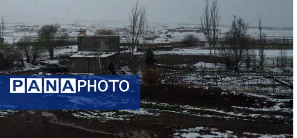 نسر در آغوش برف بهاری؛ زیبایی طبیعت دوچندان شد 