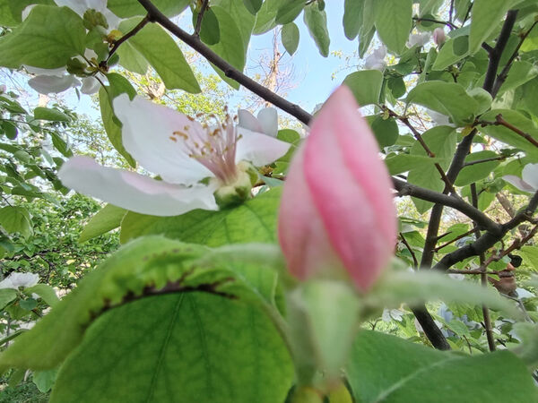 جلوه‌هایی از طبیعت تابستانی خلجستان و جعفرآباد قم