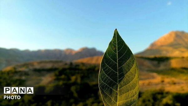 برداشت گیلاس از باغات و تصاویر زیبا از طبیعت سرسبز شهربار 
