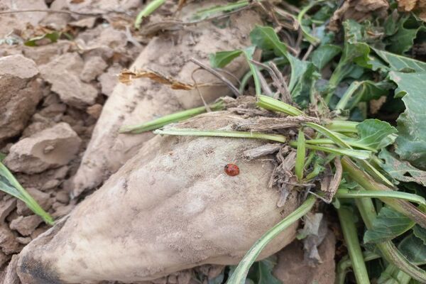 برداشت چغندرقند در روستای مفرنقا