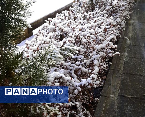 بارش برف در نقاط مختلف شهر مشهد مقدس