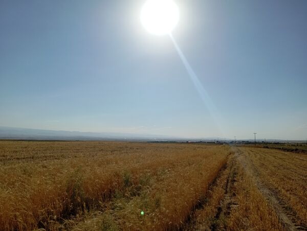 گندم، یکی ازمحصولات کشاورزی در روستای گزکوه 