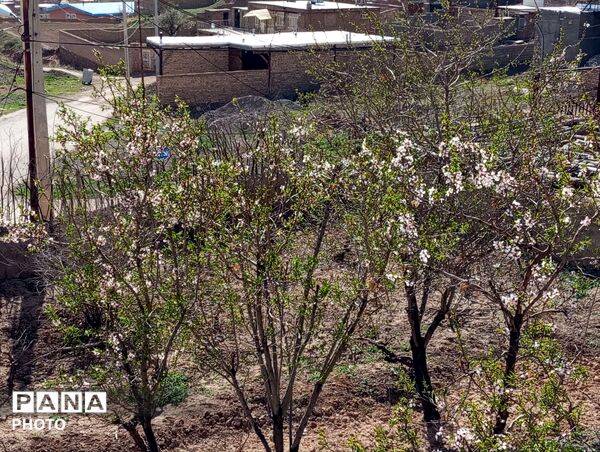 شکوفه دادن درختان روستای فیروزه