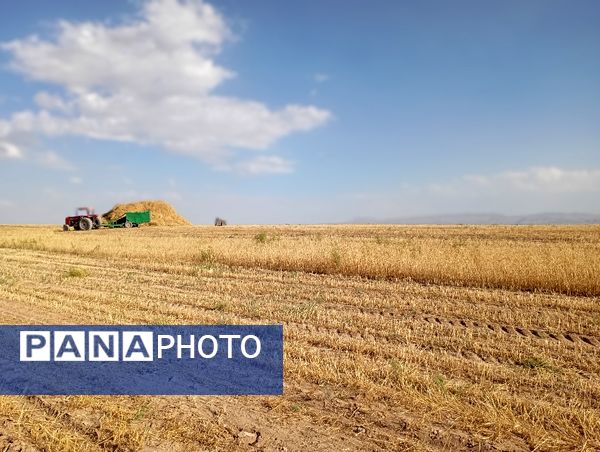 گندم، یکی ازمحصولات کشاورزی در روستای گزکوه 