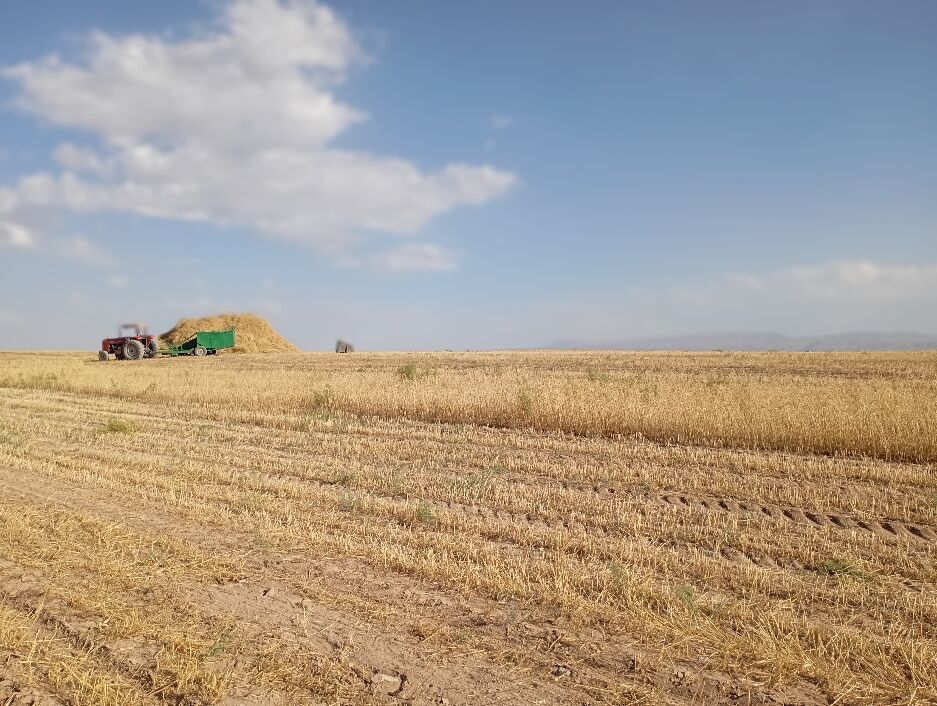 گندم، یکی ازمحصولات کشاورزی در روستای گزکوه 