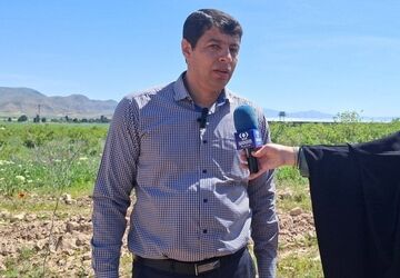 کاشت سه هزار نهال توت در سملقان با هدف ترویج فرهنگ درخت کاری و حفاظت از محیط زیست