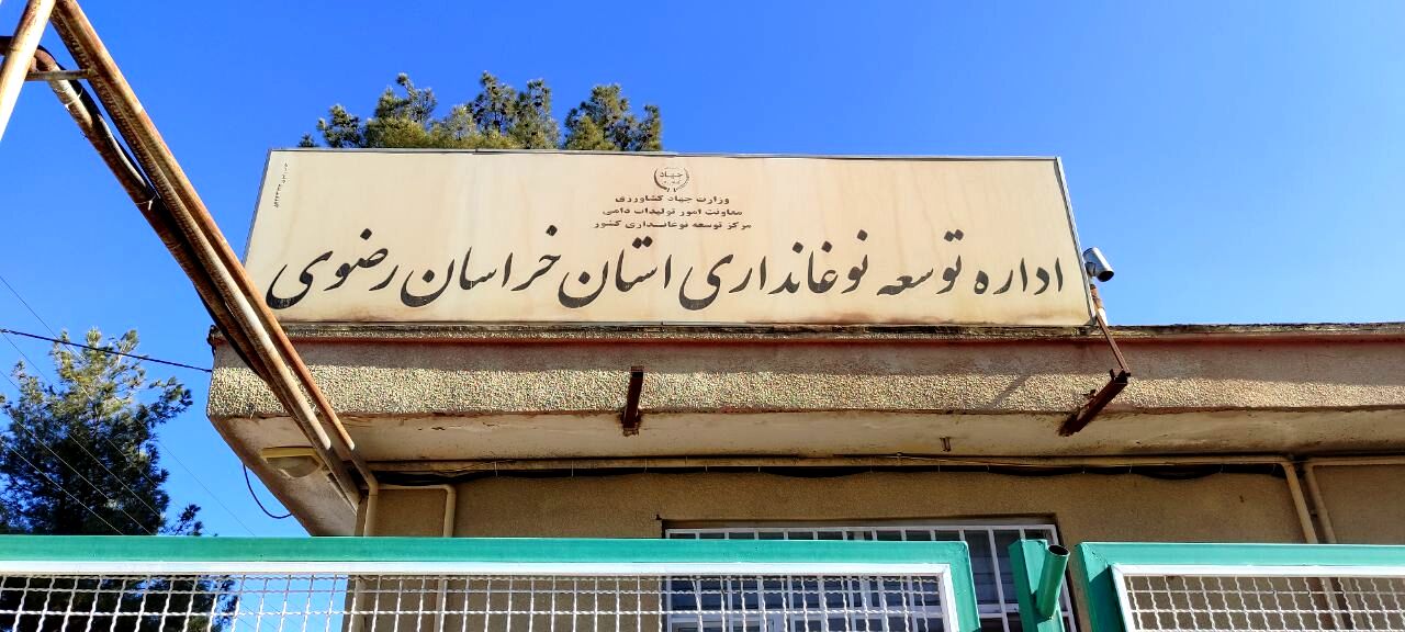 کرم ابریشم منبع درآمد و امید کشاورزان تربت حیدریه 