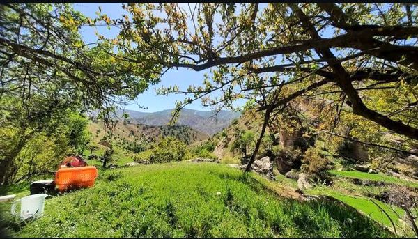 طبیعت سر سبز رفن به هنگام بهار