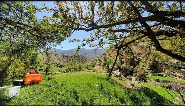 طبیعت سر سبز رفن به هنگام بهار
