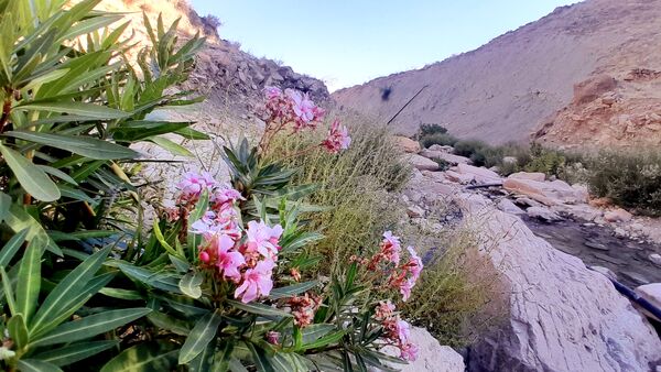 روستای برد‌زرد نگینی غریب در شهرستان لنده