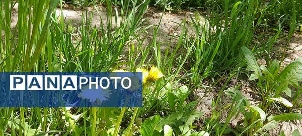 فصل بهار، فرصتی برای سر زندگی روح