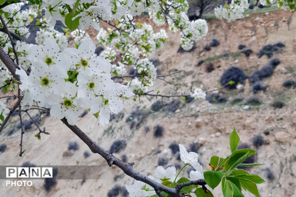 طبیعت روستای بیدله به هنگام بهار