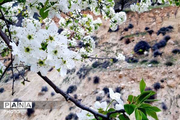 طبیعت روستای بیدله به هنگام بهار