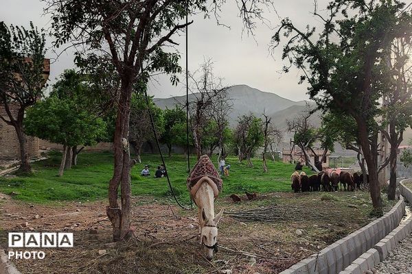 حال و هوای شهر بار نیشابور در فصل زیبای بهار