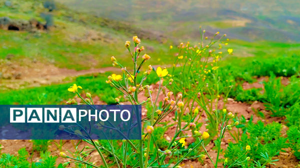 طبیعت بهاری، فرصتی برای سرزندگی روح 