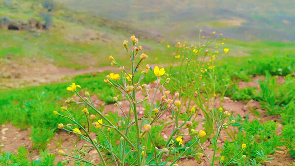 طبیعت بهاری، فرصتی برای سرزندگی روح 