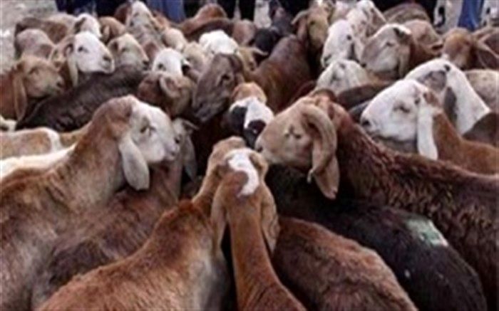 صدور مجوز حمل 4 هزار رأس دام در قاین