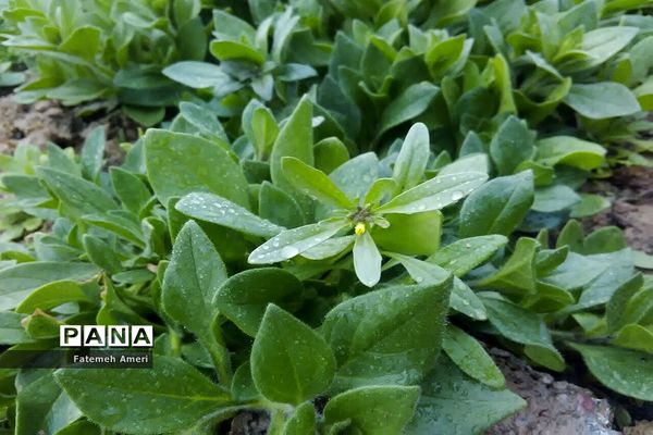 بارش باران در استان فارس