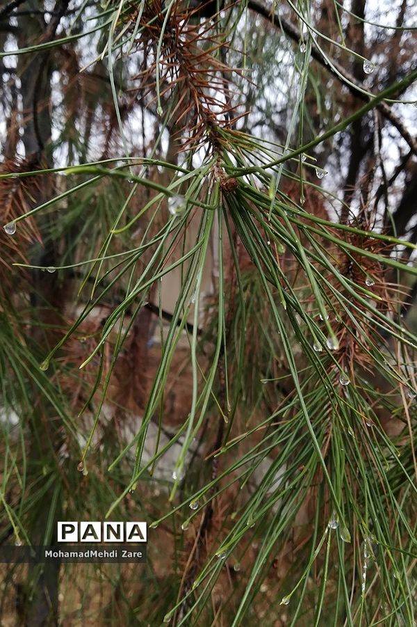 بارش باران در استان فارس