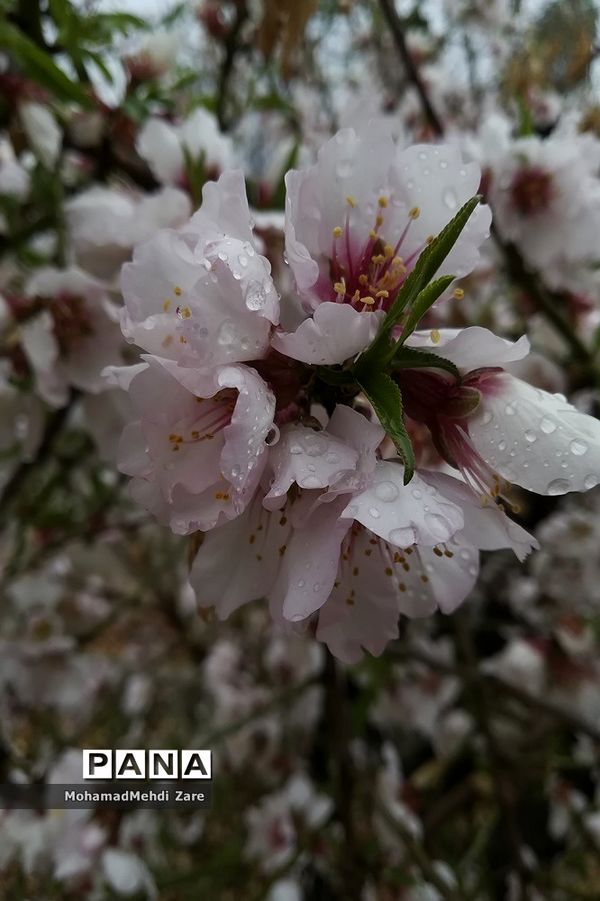 بارش باران در استان فارس