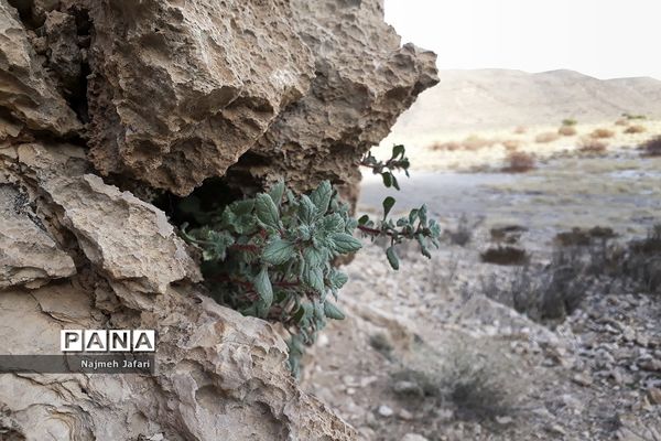 طبیعت گردی در روستای چاه سبز حاجی آباد