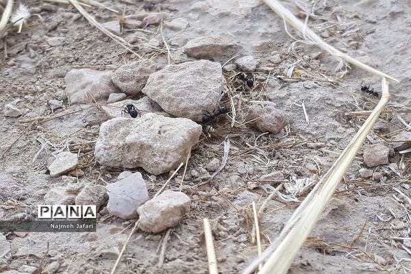 طبیعت گردی در روستای چاه سبز حاجی آباد