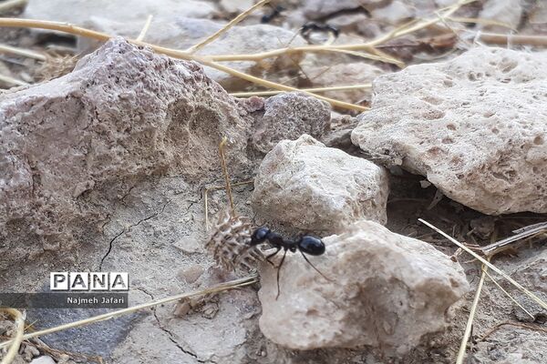 طبیعت گردی در روستای چاه سبز حاجی آباد
