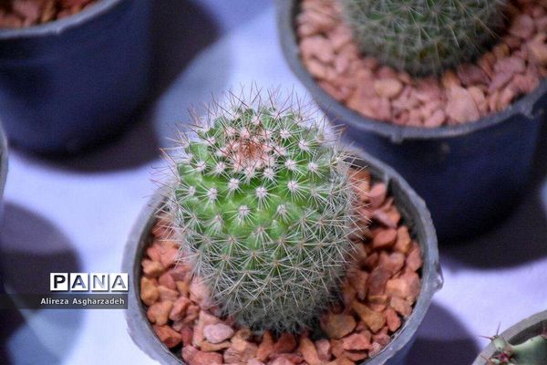 اولین جشنواره ملی گل و گیاه در مجتمع شهید عظیمی بابلسر