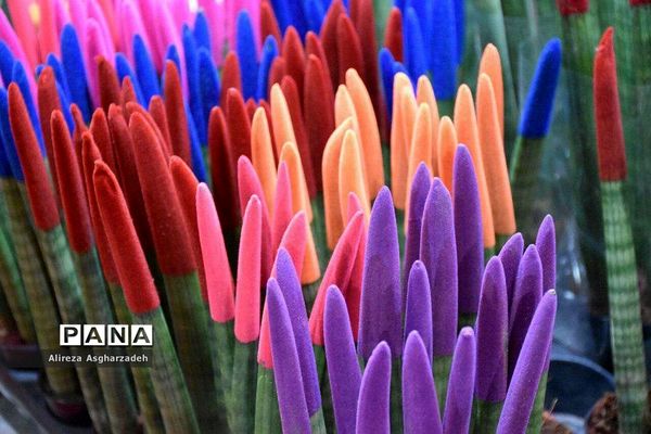 اولین جشنواره ملی گل و گیاه در مجتمع شهید عظیمی بابلسر