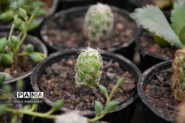 اولین جشنواره ملی گل و گیاه در مجتمع شهید عظیمی بابلسر