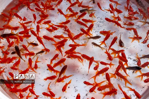 ماهی قرمز عید