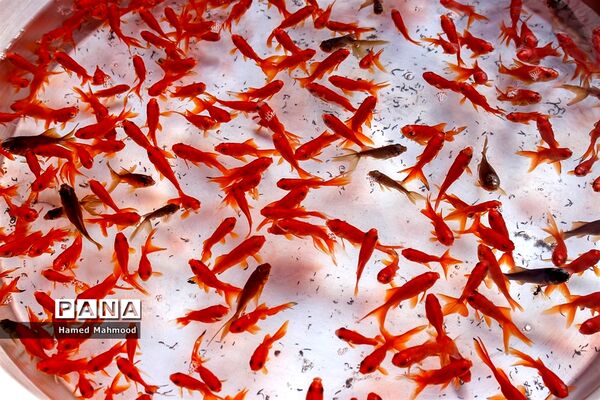 ماهی قرمز عید