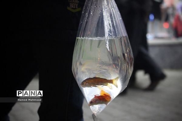 ماهی قرمز عید