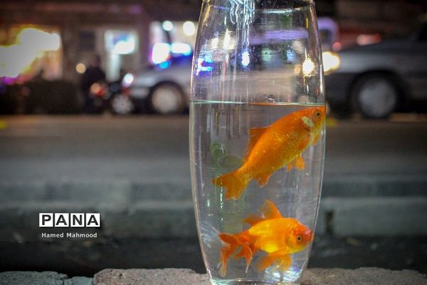 ماهی قرمز عید