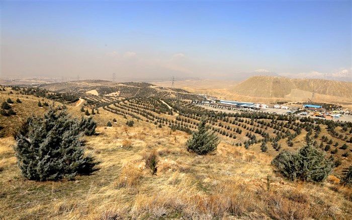 کاشت یک هزار اصله نهال از سوی شرکت فروشگاه‌های زنجیره‌ای 