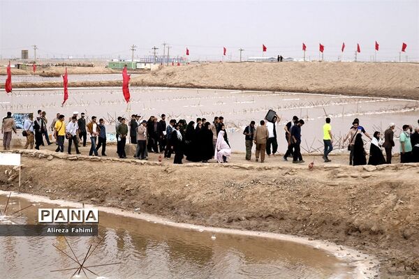 ستارگان جاوید