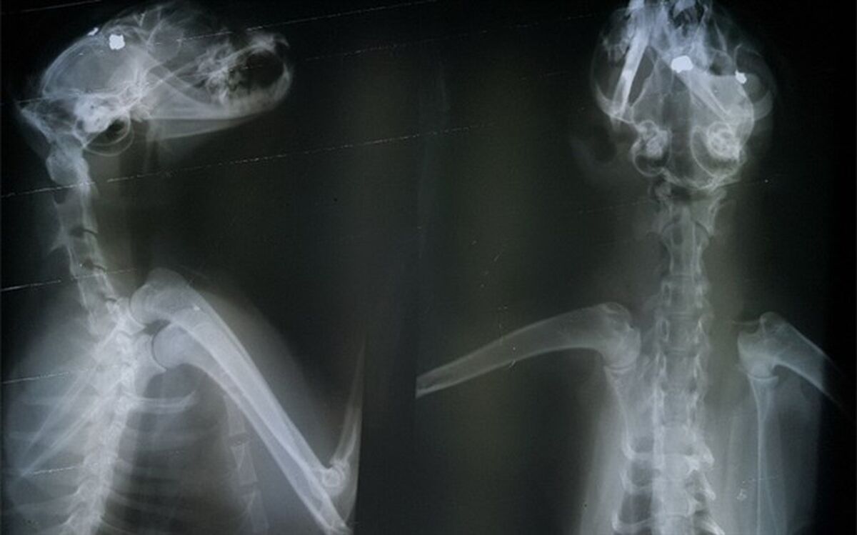 جراحی مغز گربه برای خارج کردن گلوله های ساچمه ای از جمجمه + تصویر