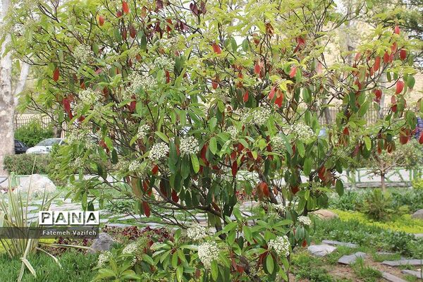 پارک لاله تهران در بهار طبیعت