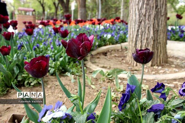 پارک لاله تهران در بهار طبیعت