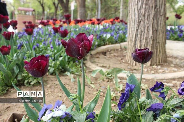 پارک لاله تهران در بهار طبیعت